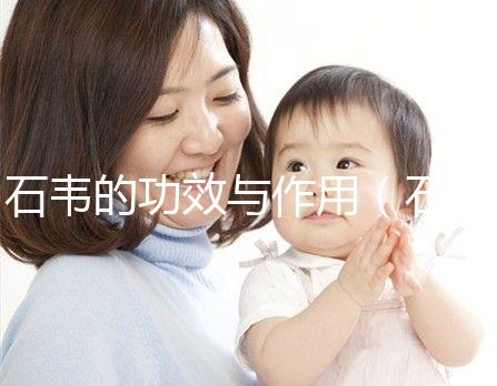 石韋的功效與作用（石韋的功效與作用主要治什么病）