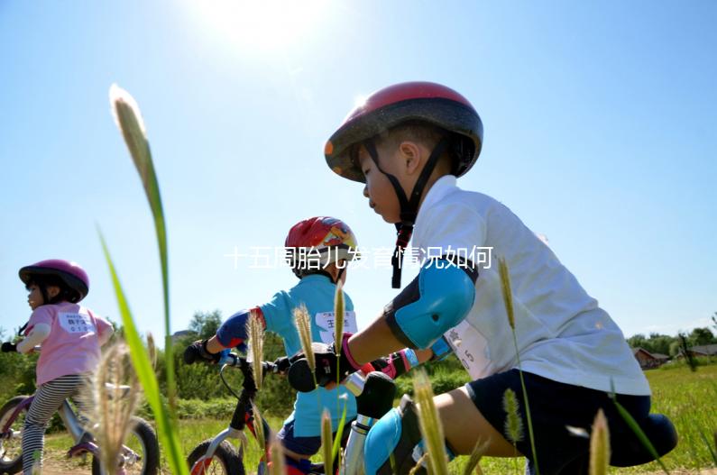 十五周胎兒發育情況如何？