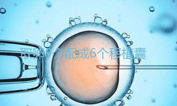 取卵9個配成6個移植囊胚成功率不高？專家：做三代試管夠了