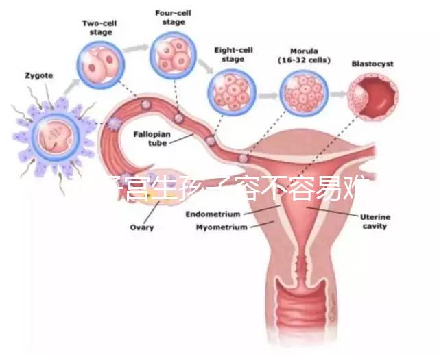 雙子宮生孩子容不容易難產看情況，注意這幾點也能順利抱娃