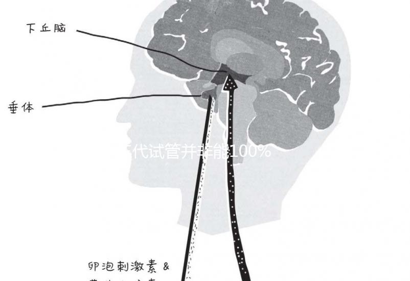 三代試管并非能100%杜絕甲亢！成功率大不大看所選醫院