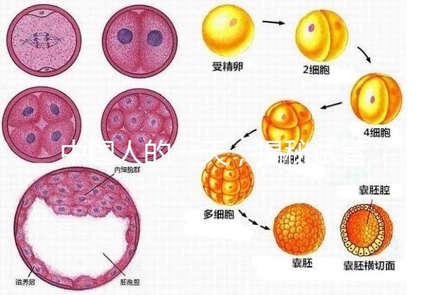 中國人的一天,揭秘試管嬰兒胚胎學家神秘又平凡的實驗室工作