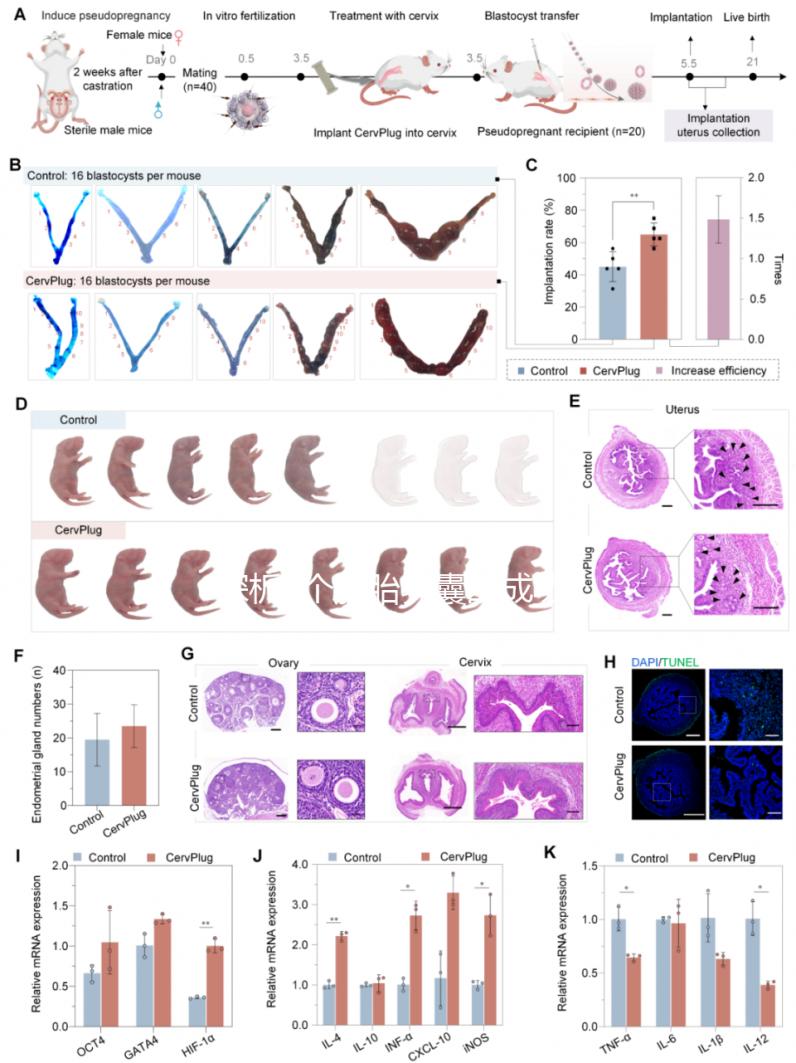 探析5個(gè)胚胎養(yǎng)囊的成功率，沒(méi)有成功這4點(diǎn)是主要影響因素