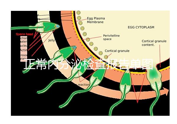 正常內分泌檢查報告單圖片大全，一分鐘弄懂檢測結果怎么看