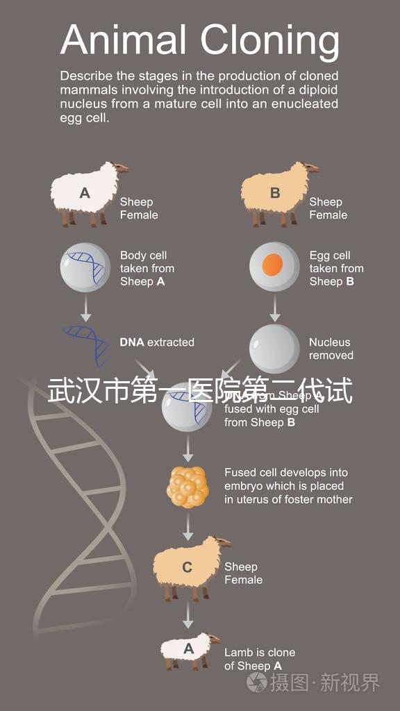 武漢市第一醫院第二代試管怎么樣？2024年助孕成功率數據公布