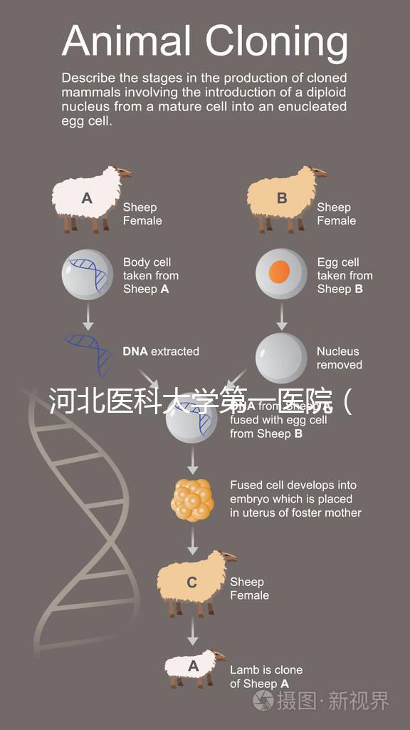 河北醫(yī)科大學(xué)第一醫(yī)院（河北醫(yī)科大學(xué)第一醫(yī)院擅長什么）