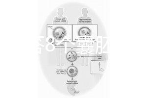 如何回答8個(gè)囊胚的三代篩查淘汰率?剩下幾篇文章可以說(shuō)清楚