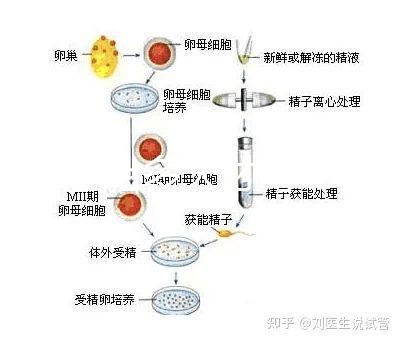 試管胚胎多大才好（試管胚胎多大才好移植）