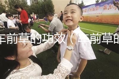 車前草的功效(車前草的食用禁忌)