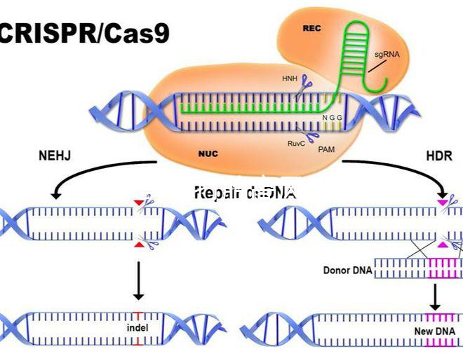 47歲藥流打胎高風險！這5大后果極易威脅身體健康